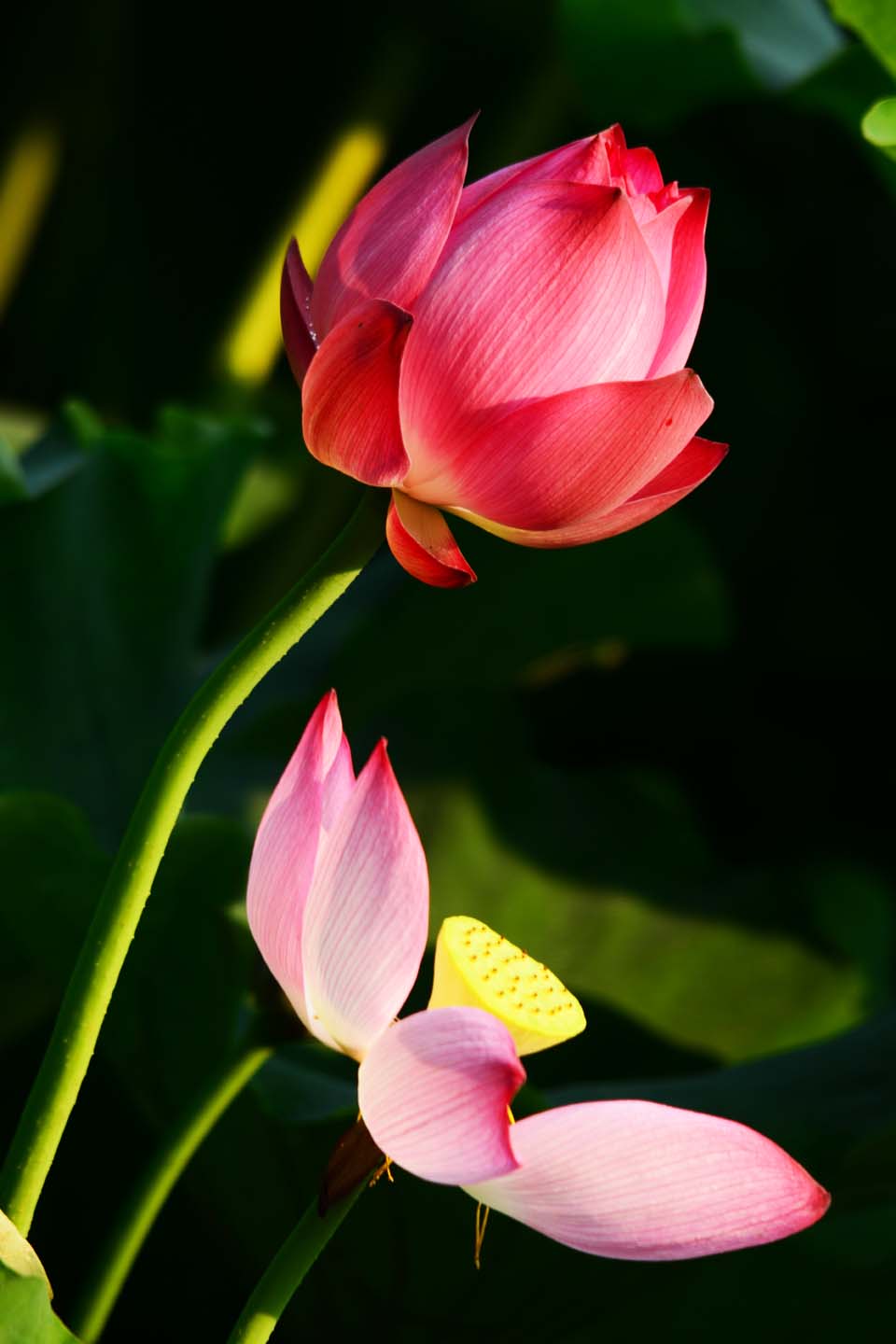新蕾鲜荷