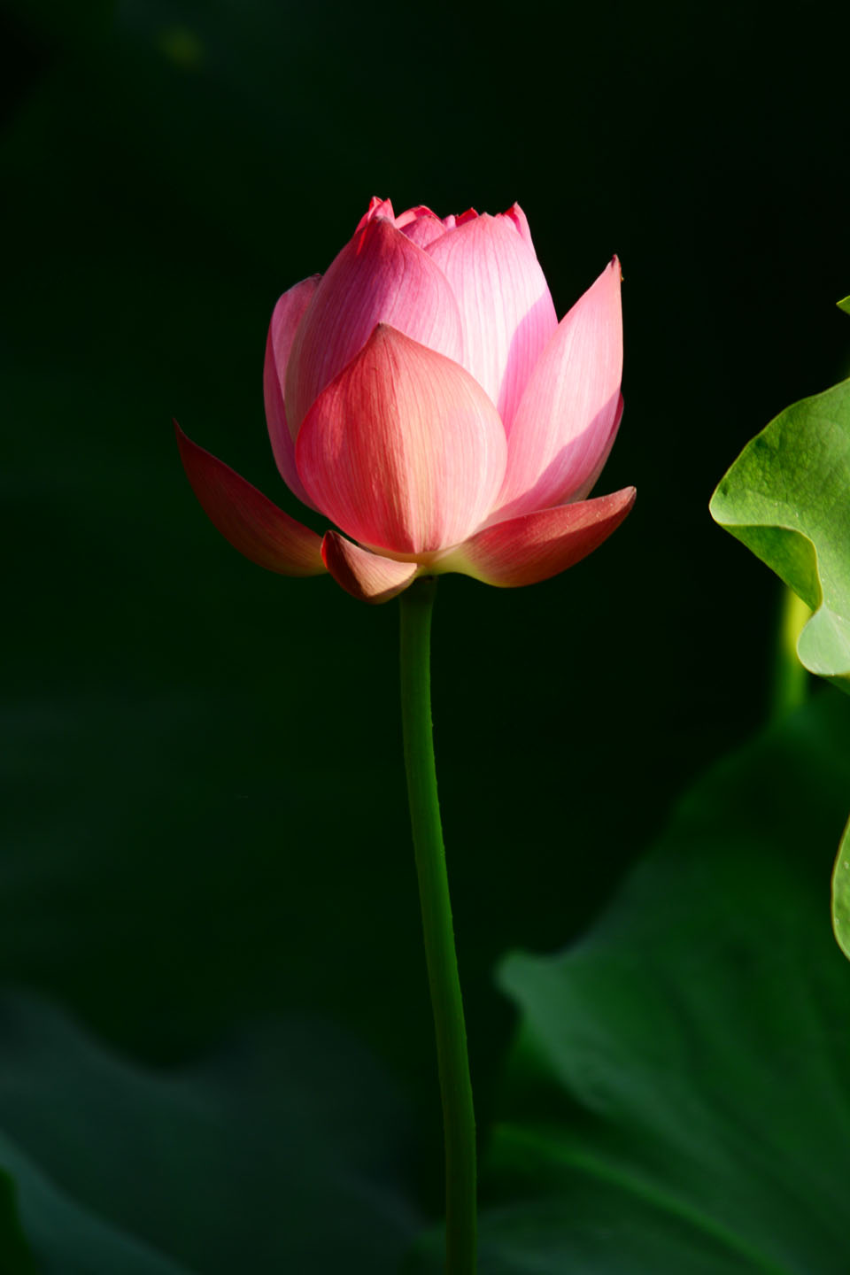 新蕾鲜荷