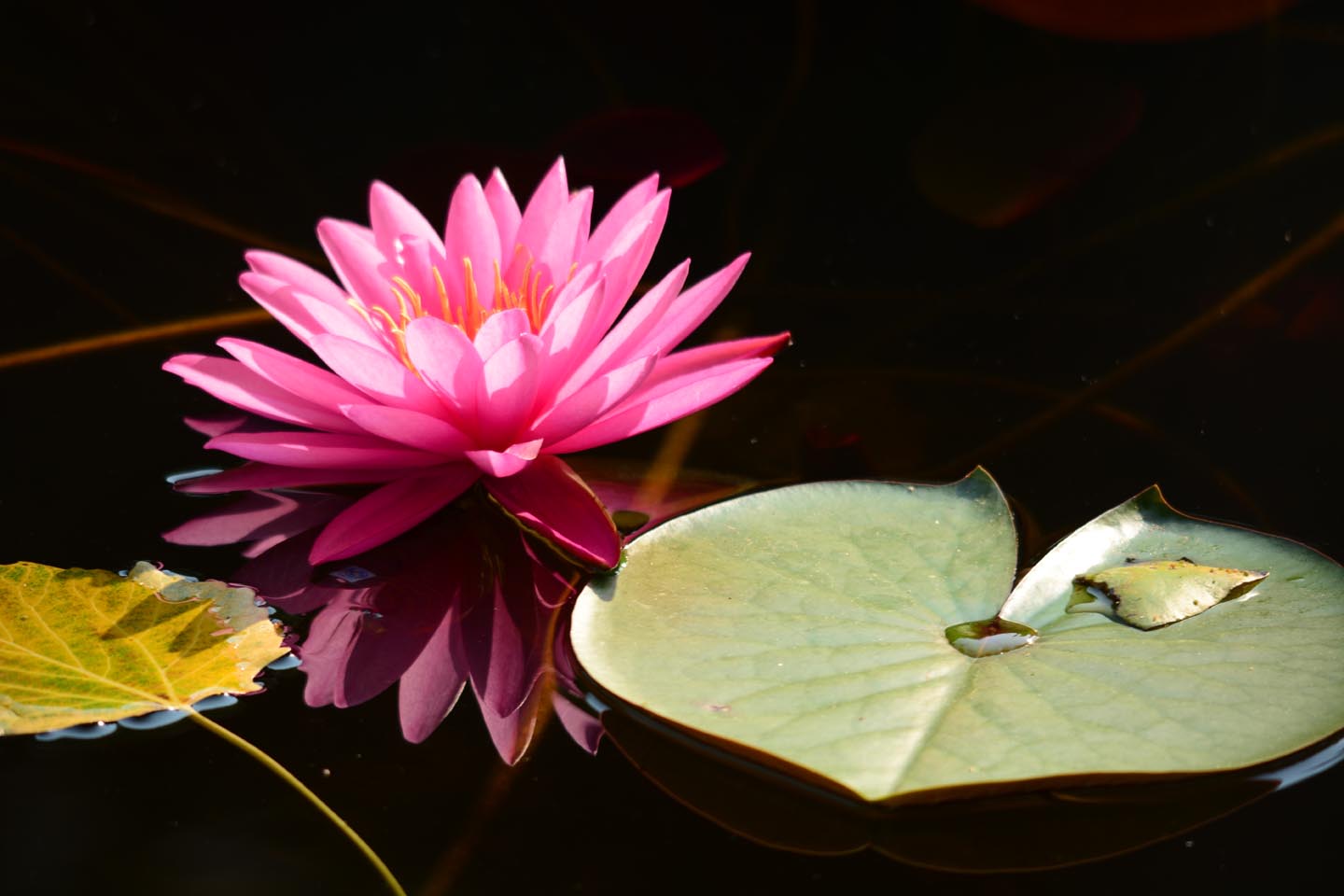 新蕾鲜荷