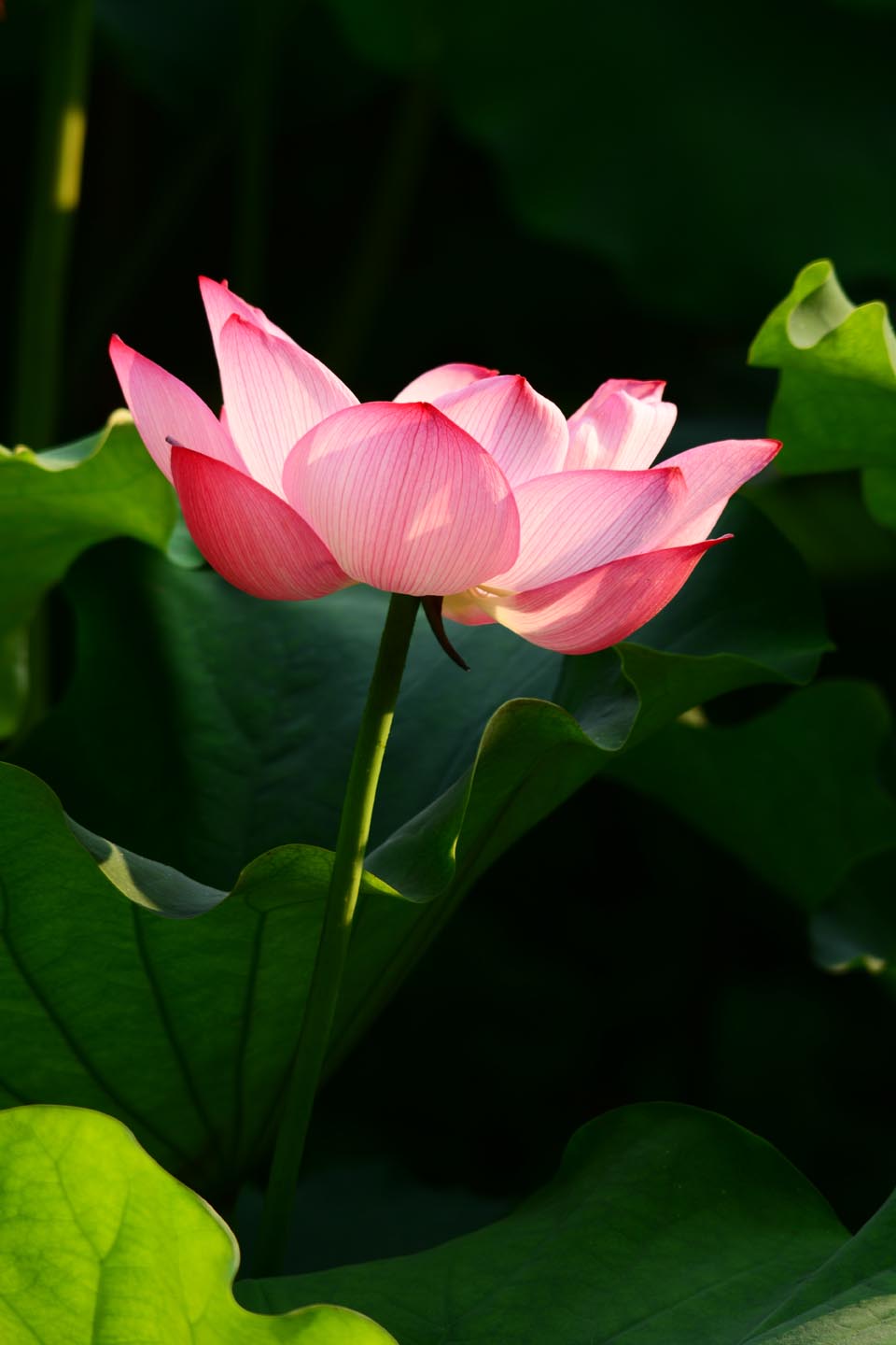 新蕾鲜荷