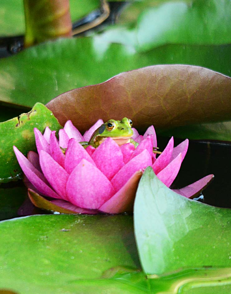 新蕾鲜荷