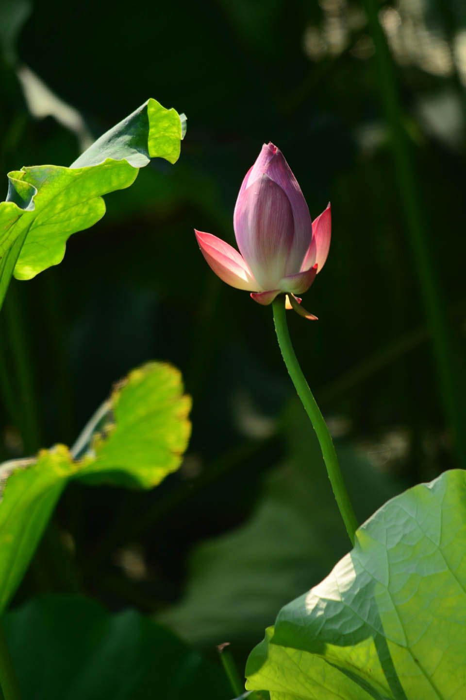新蕾鲜荷