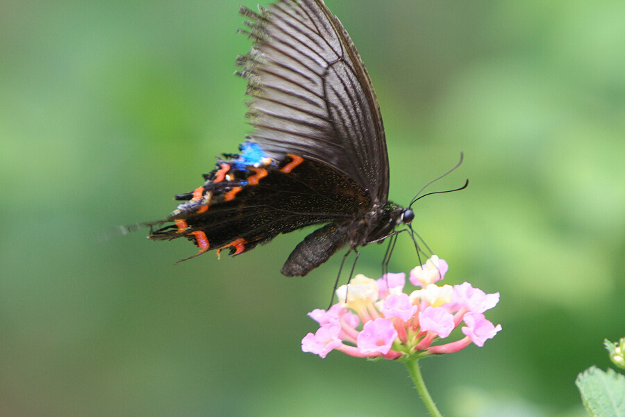 蝶恋花