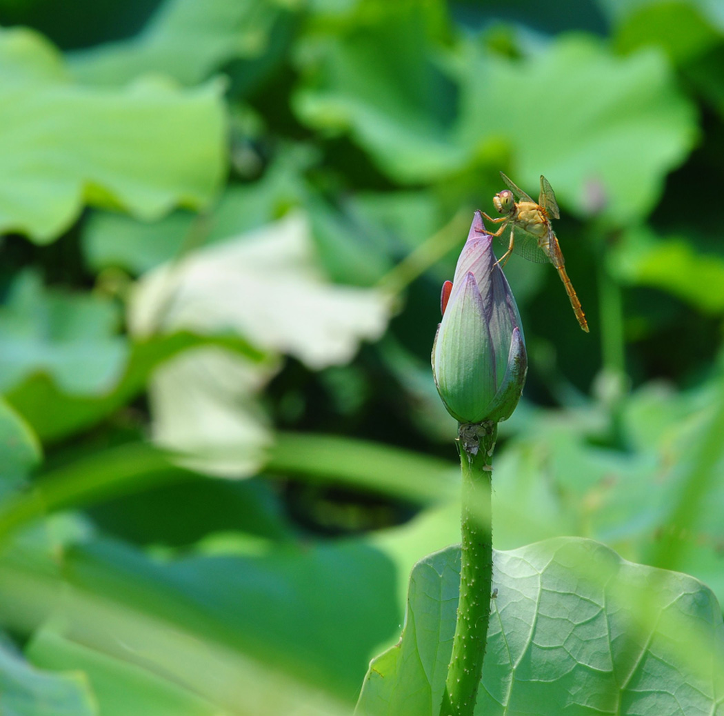 几张蜻蜓小片——学习贴