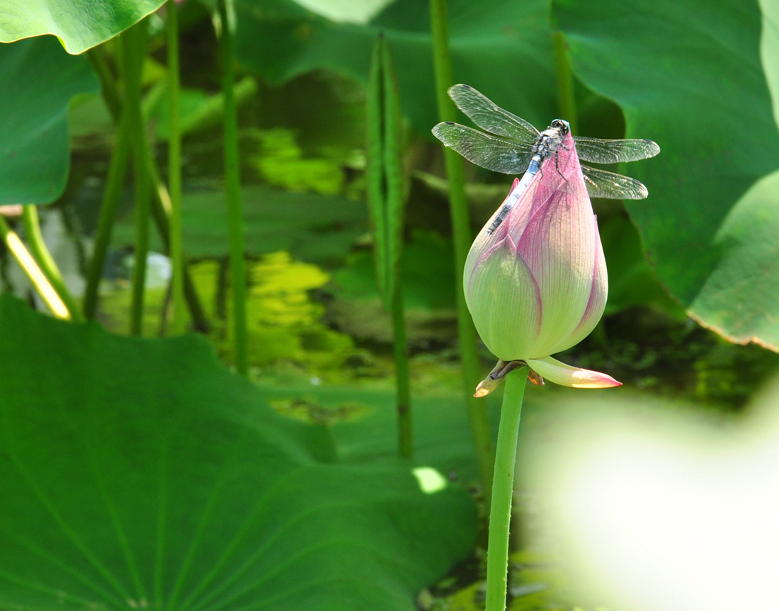 几张蜻蜓小片——学习贴