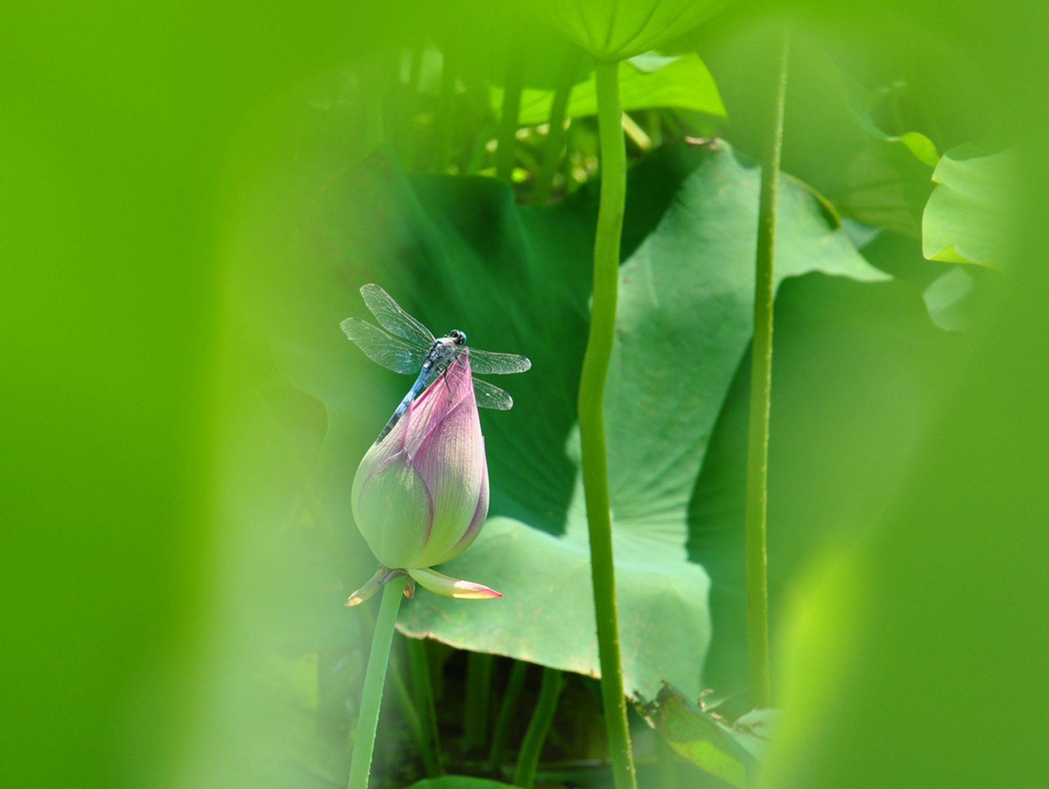 几张蜻蜓小片——学习贴