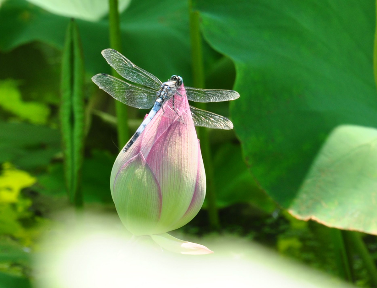 几张蜻蜓小片——学习贴