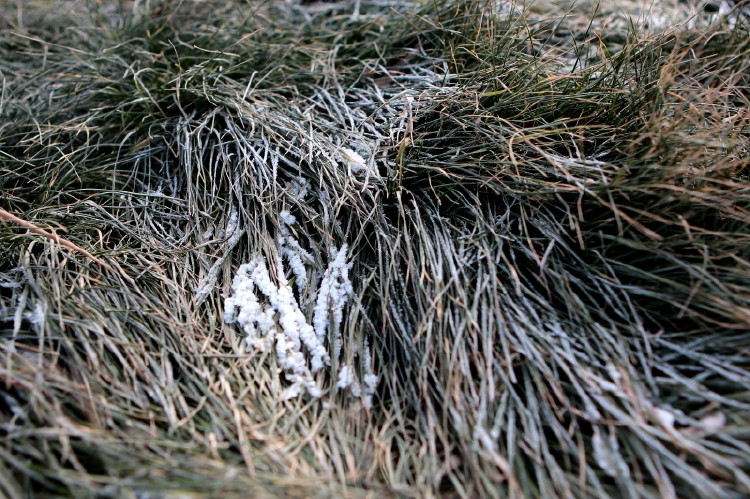 冰霜下的小草