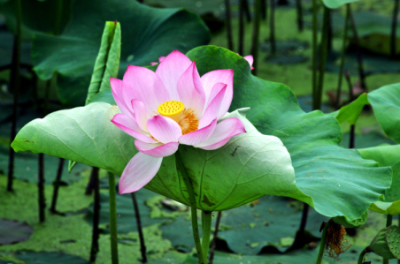 荷花
