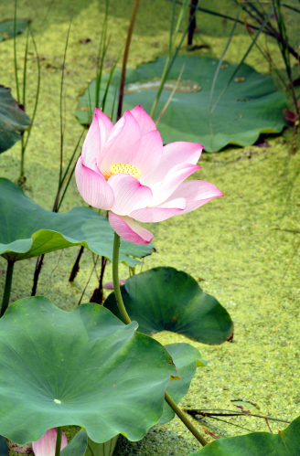 荷花