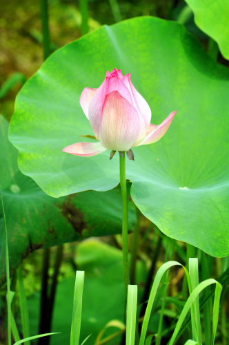 荷花