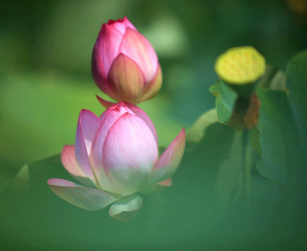 荷花.蜻蜓与豆娘