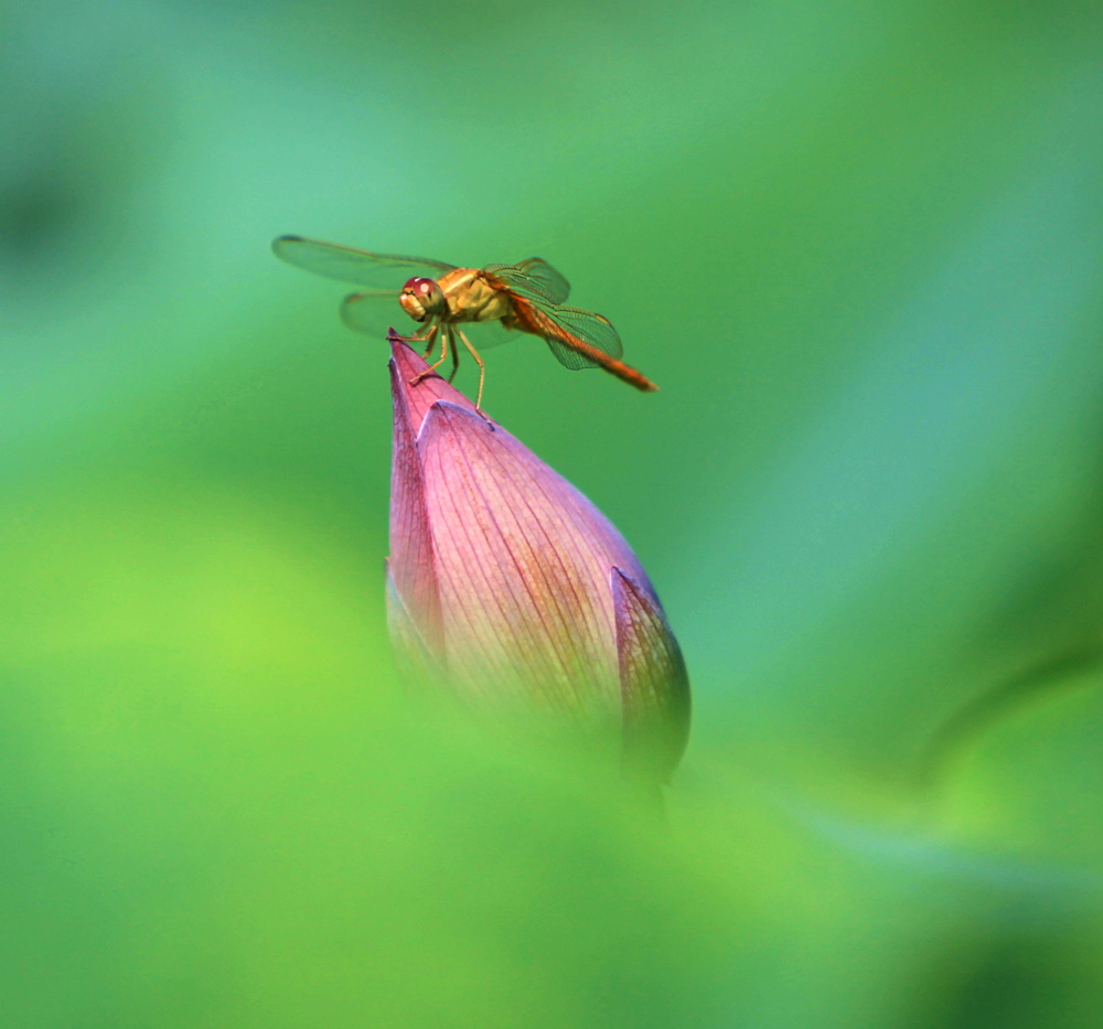 荷花.蜻蜓与豆娘