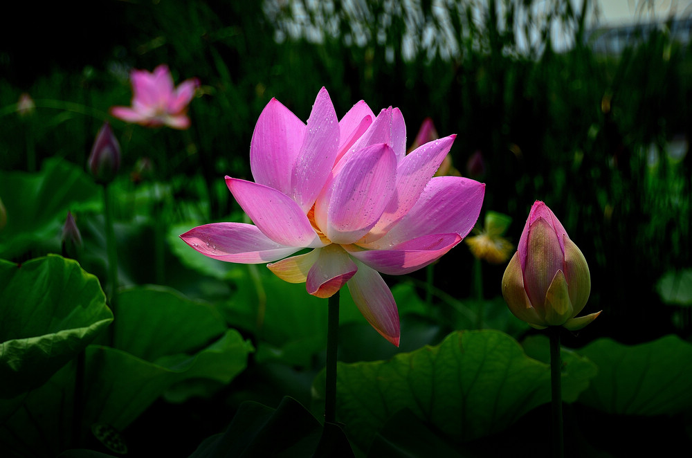 濮上荷
