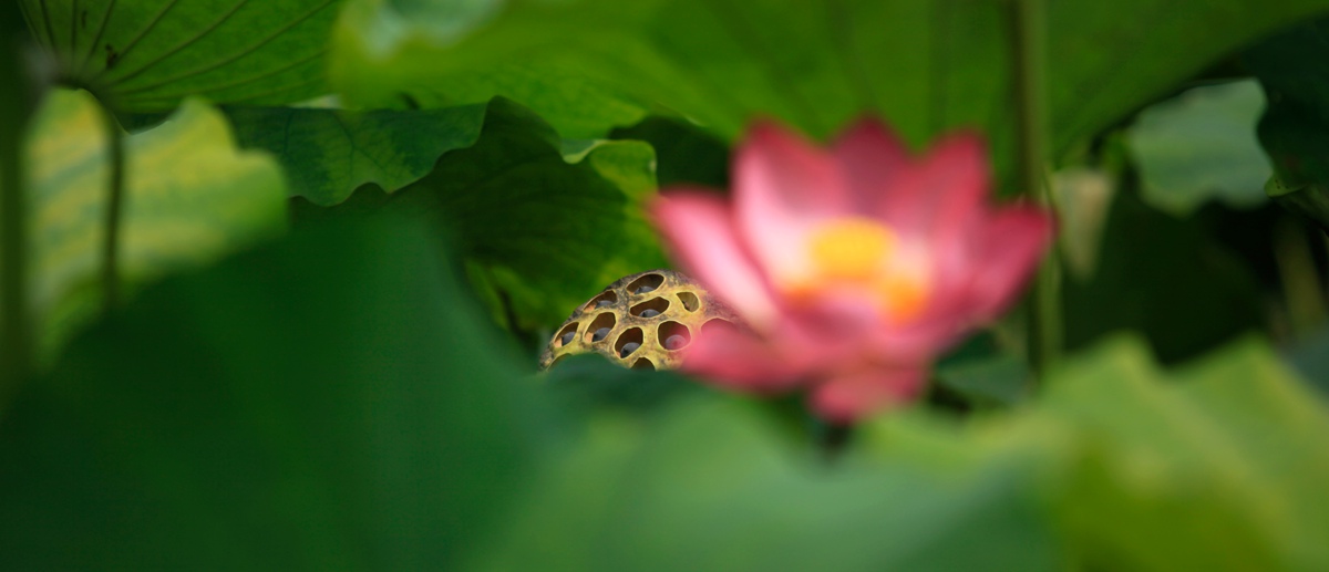再拍荷花