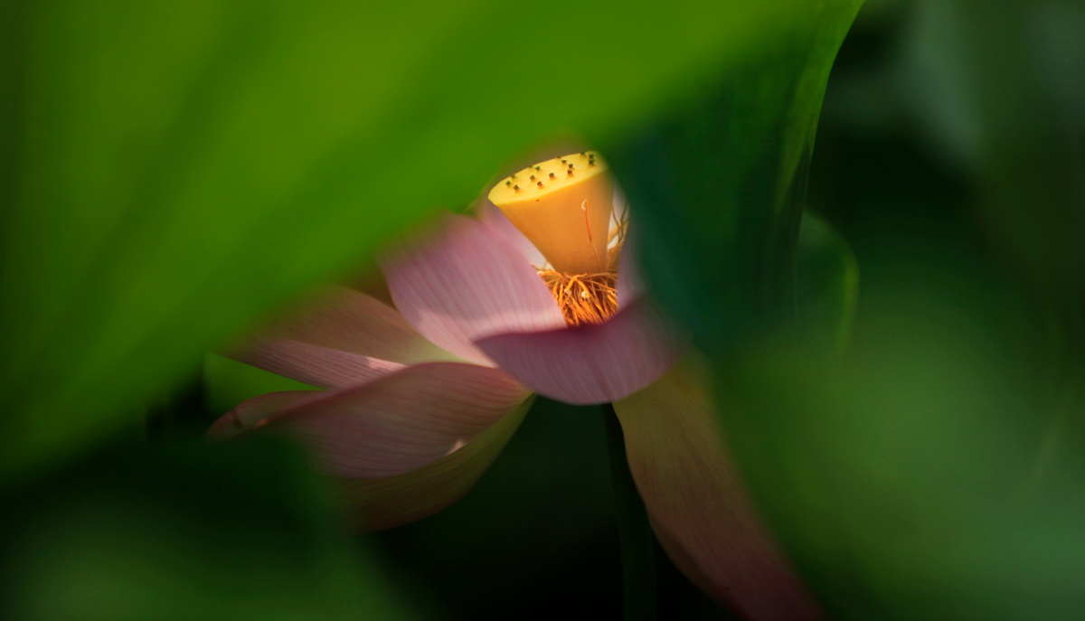 再拍荷花