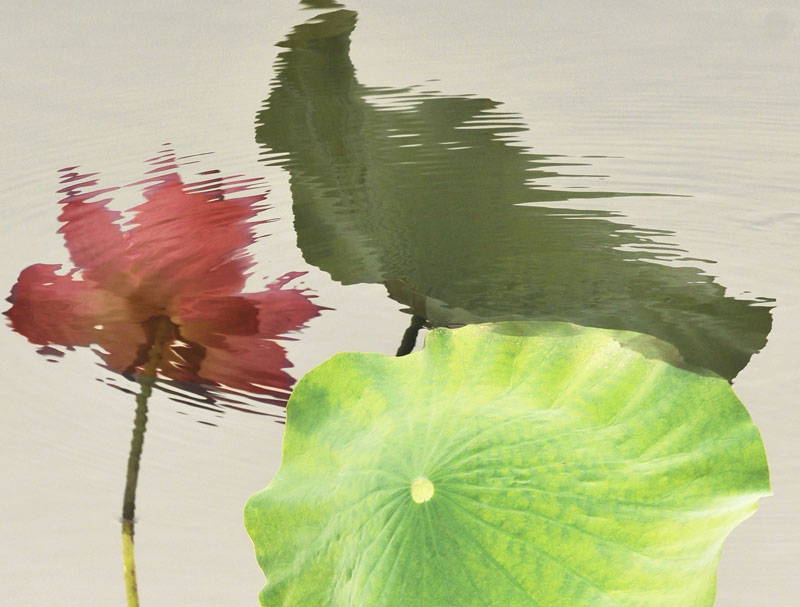 再拍荷花