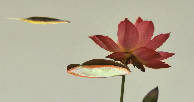 再拍荷花