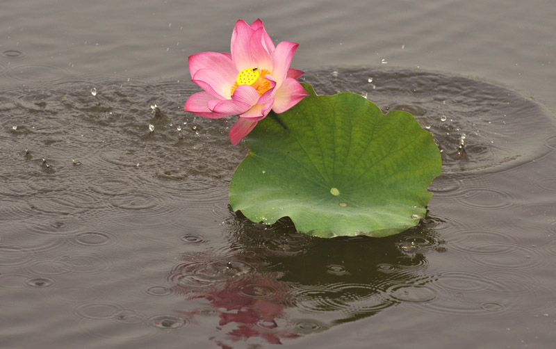 再拍荷花