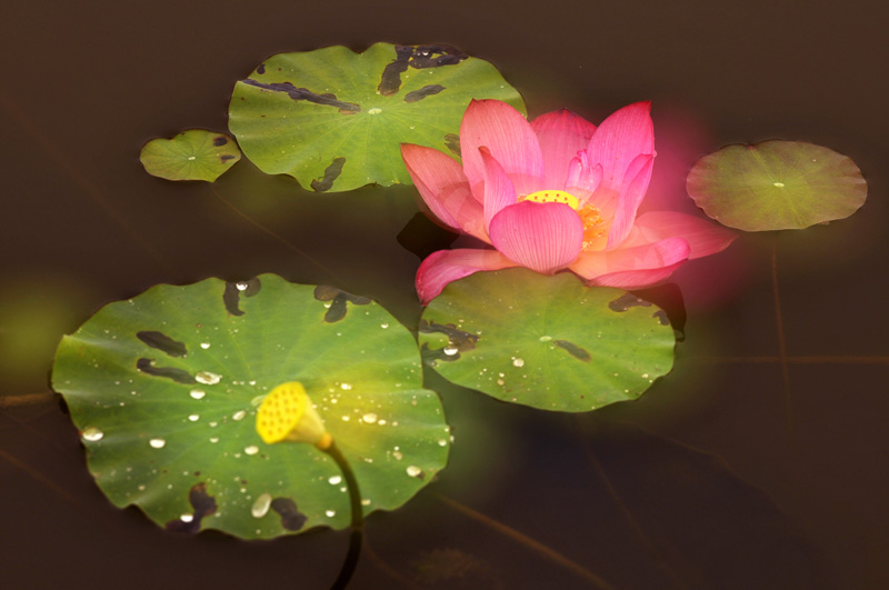 再拍荷花