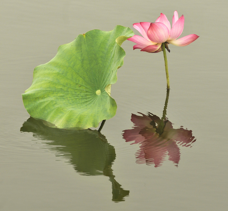 再拍荷花