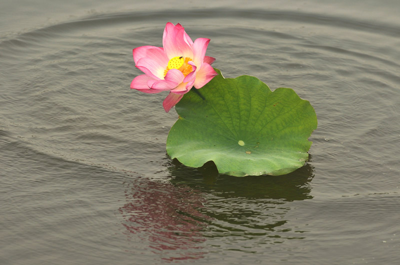 再拍荷花