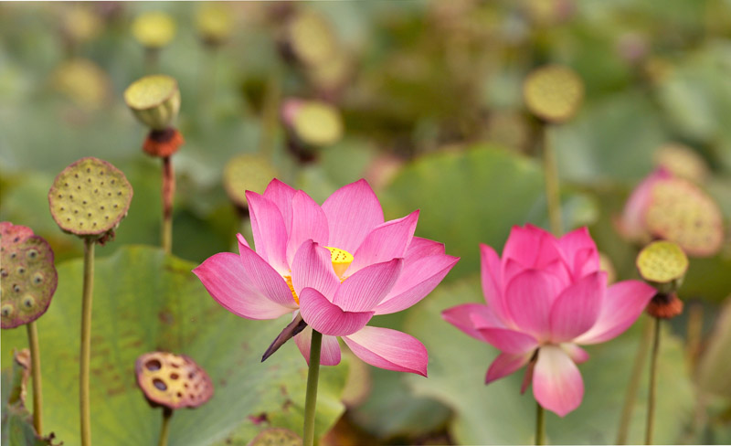 再拍荷花