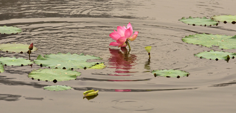 再拍荷花