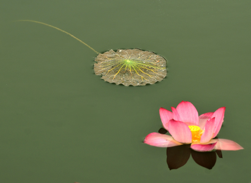 再拍荷花