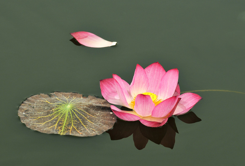 再拍荷花