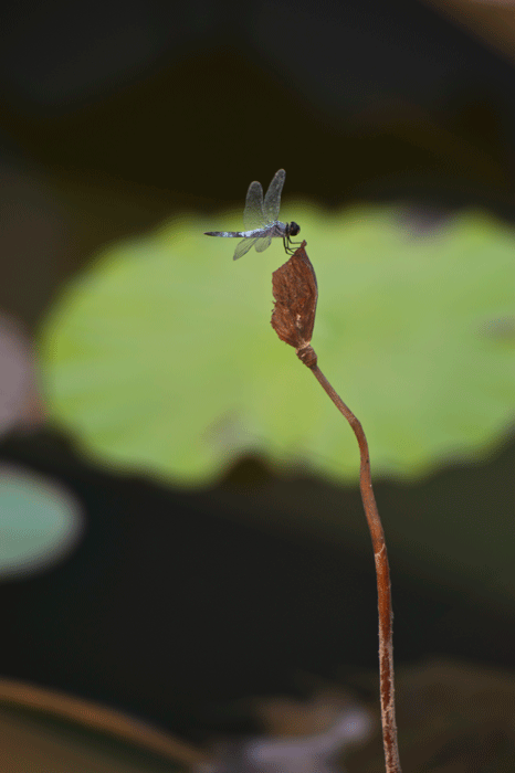 [原创]荷花弄影