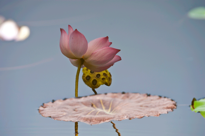 [原创]荷花弄影