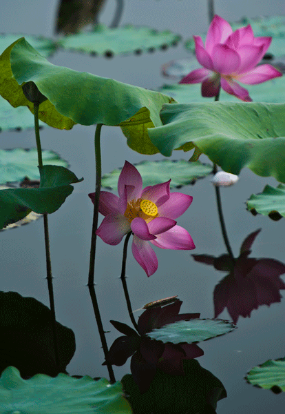 [原创]荷花弄影