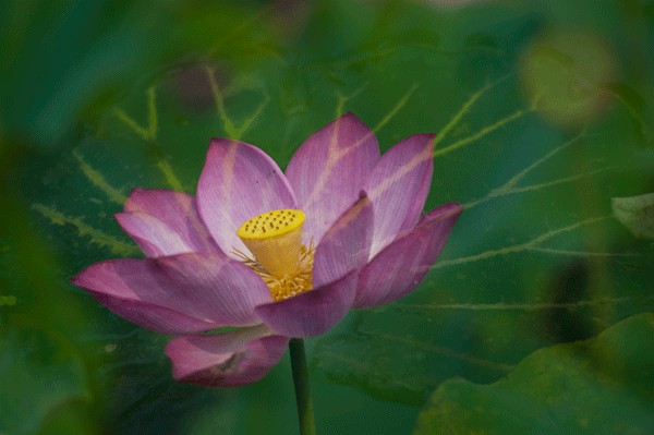 [原创]荷花弄影