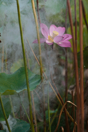 [原创]荷花弄影