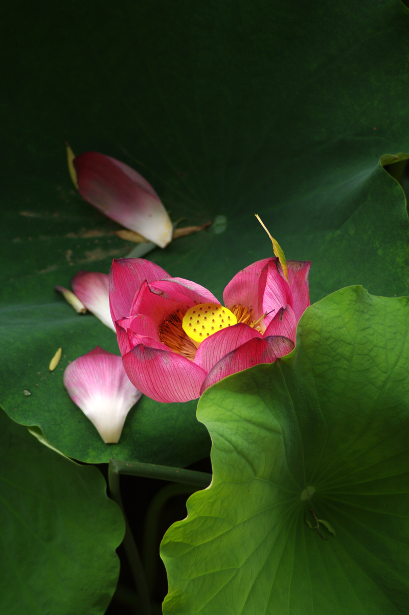 拈花惹草之秋意