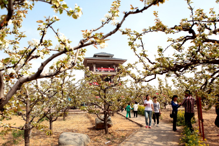 冠县梨花