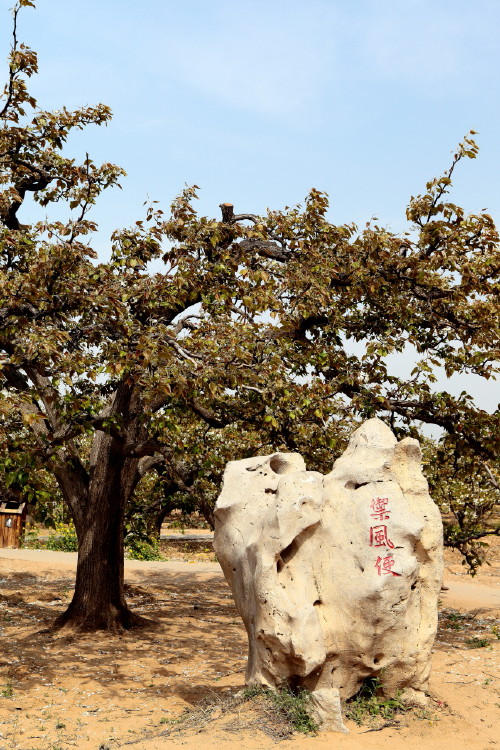 冠县梨花