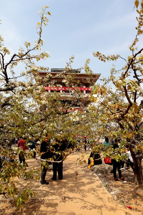冠县梨花