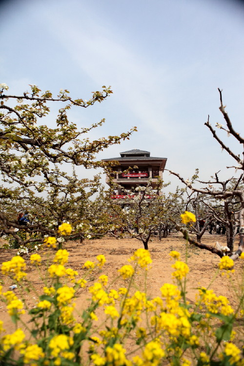 冠县梨花