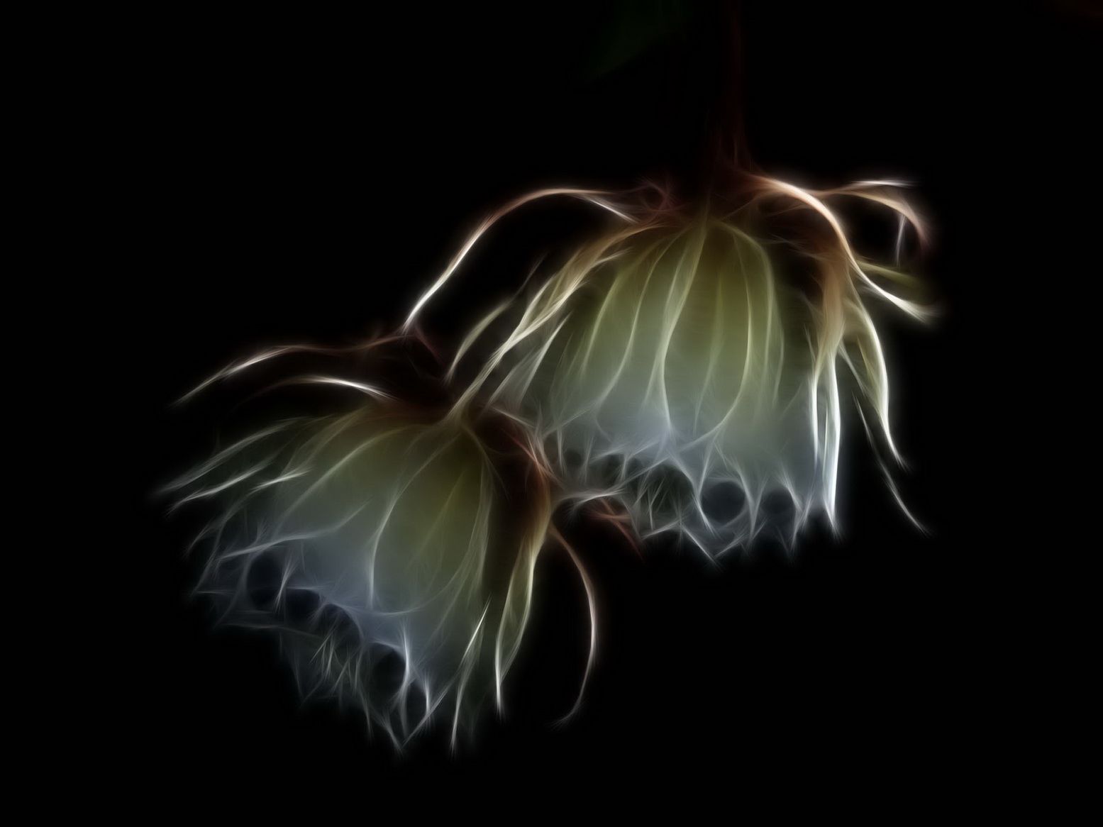 昙花一现