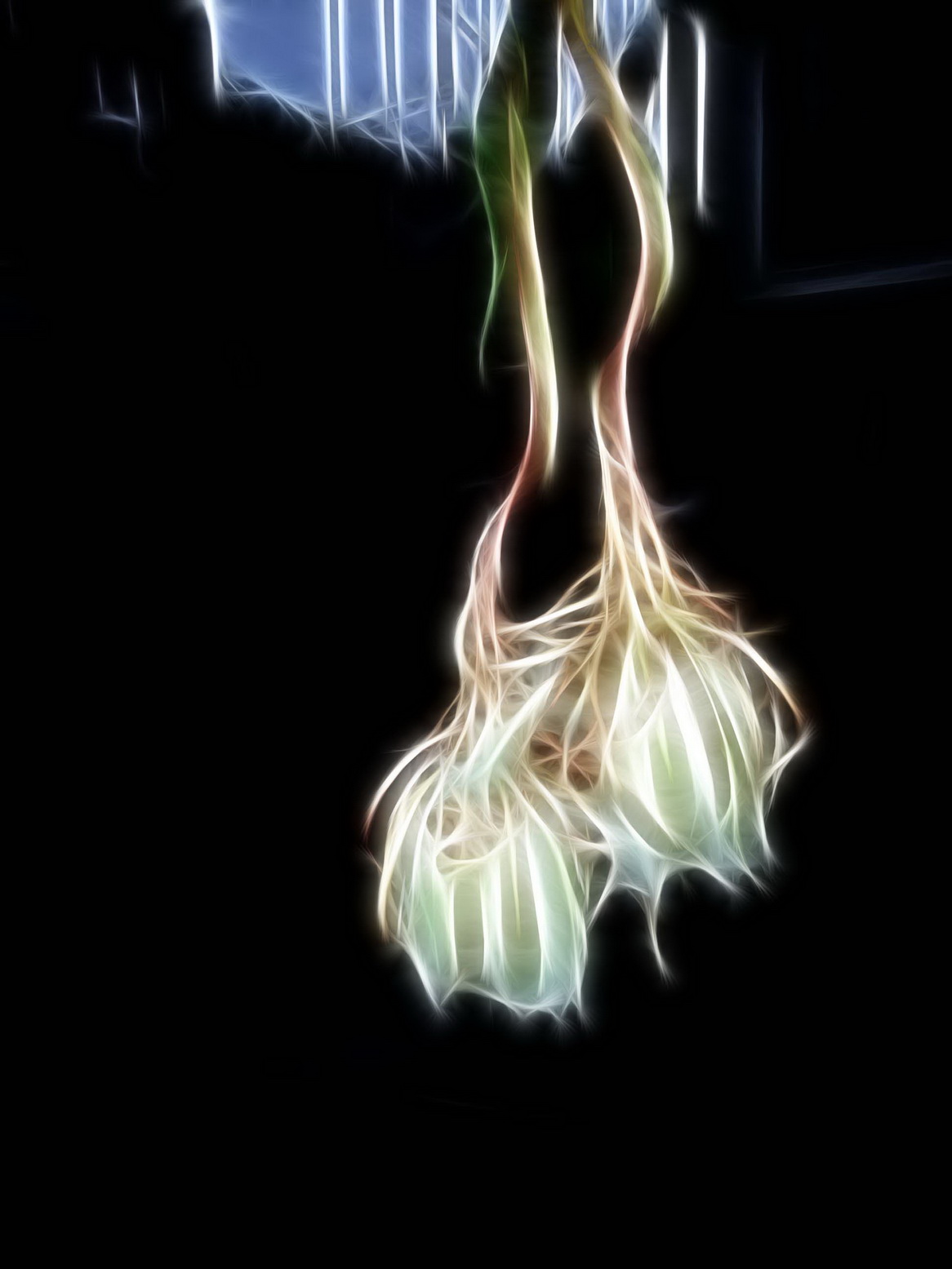 昙花一现