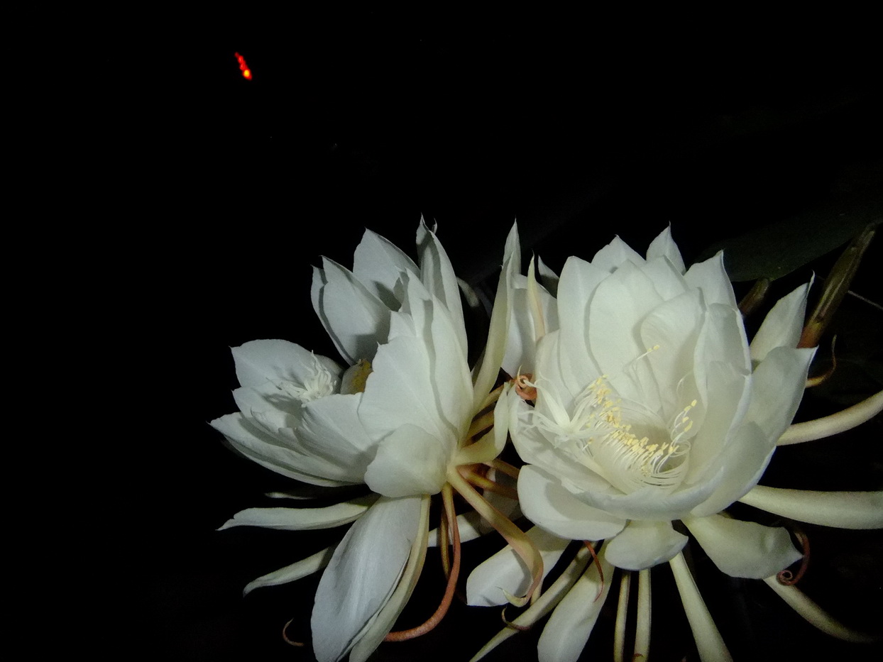 昙花一现
