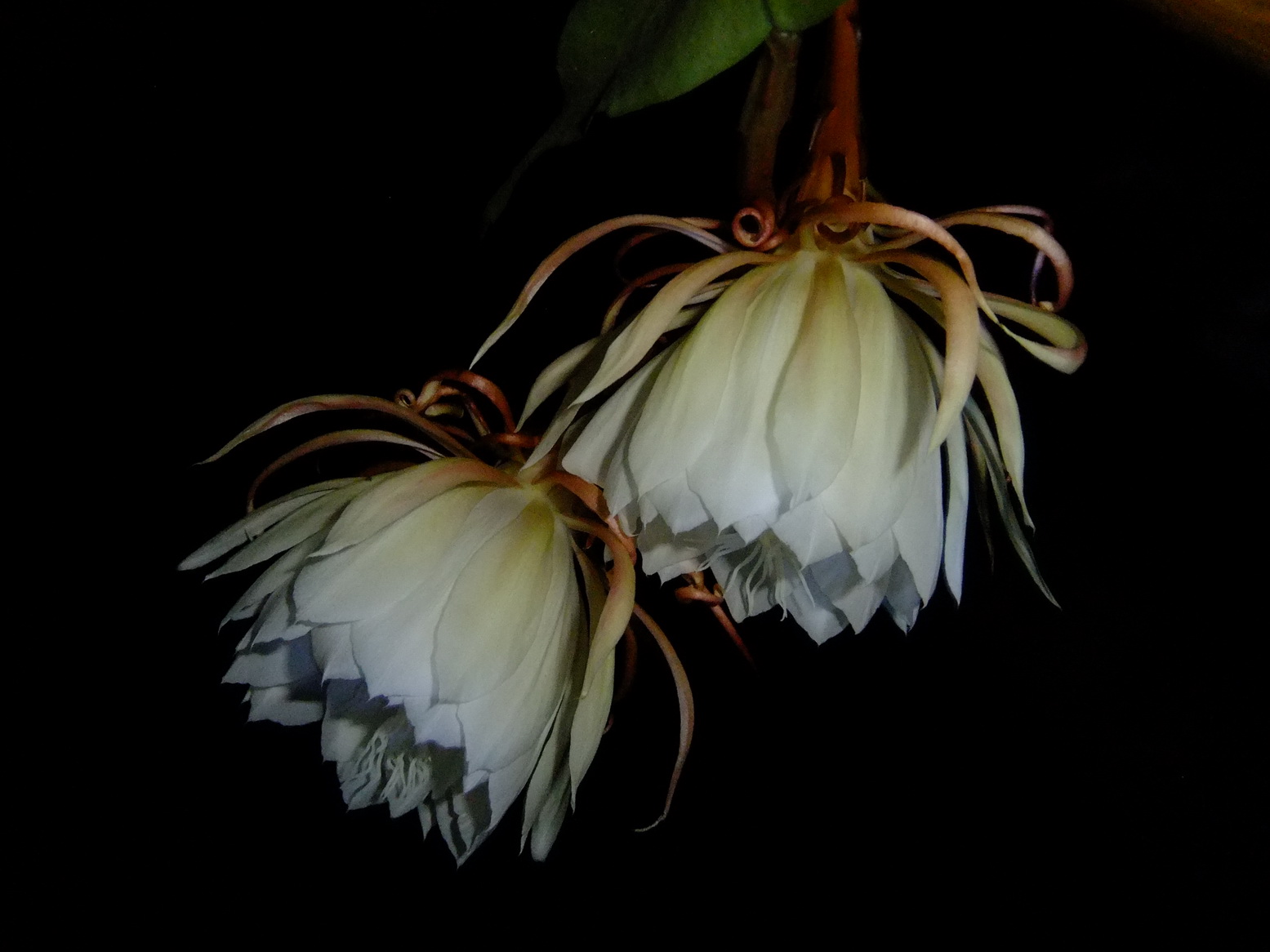 昙花一现