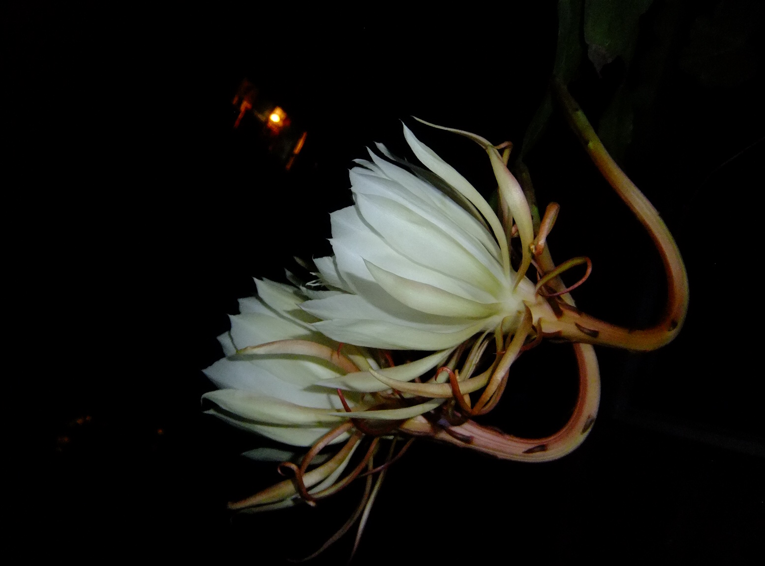 昙花一现