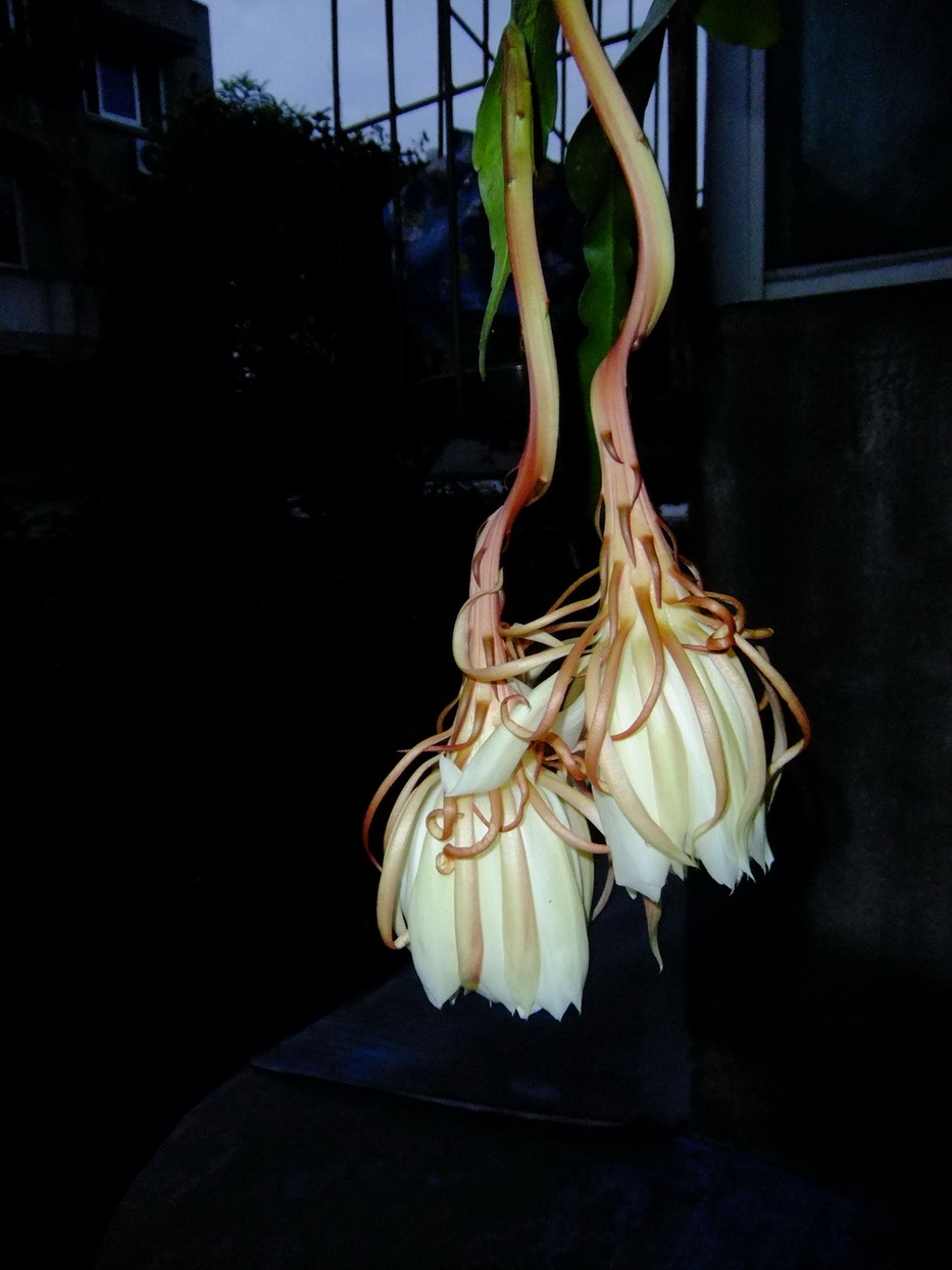 昙花一现