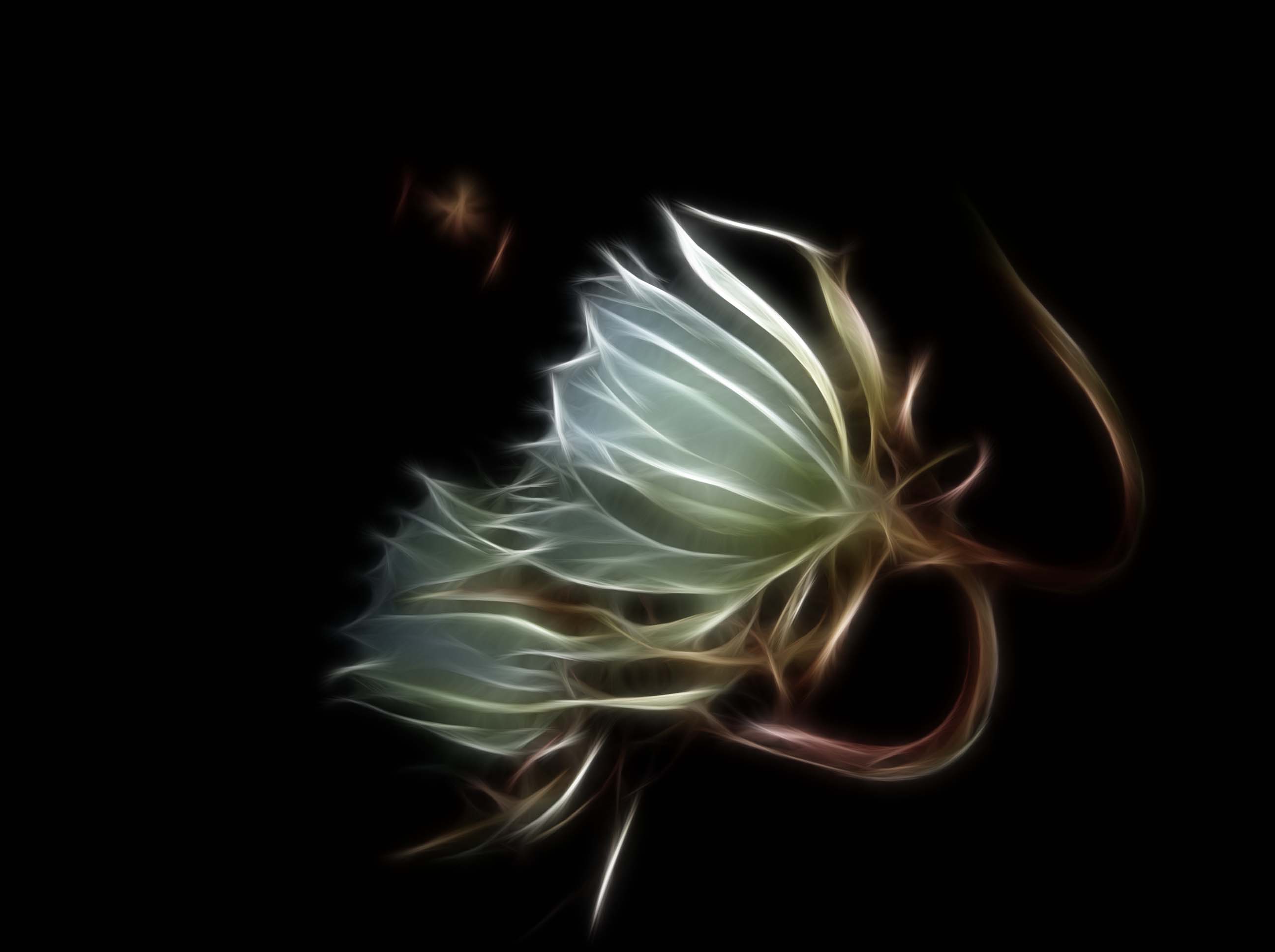 昙花一现