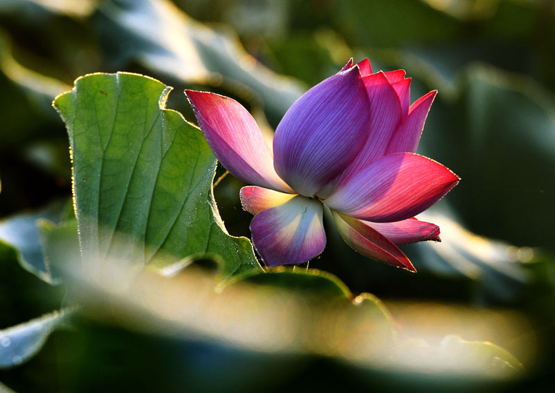 昨日荷花