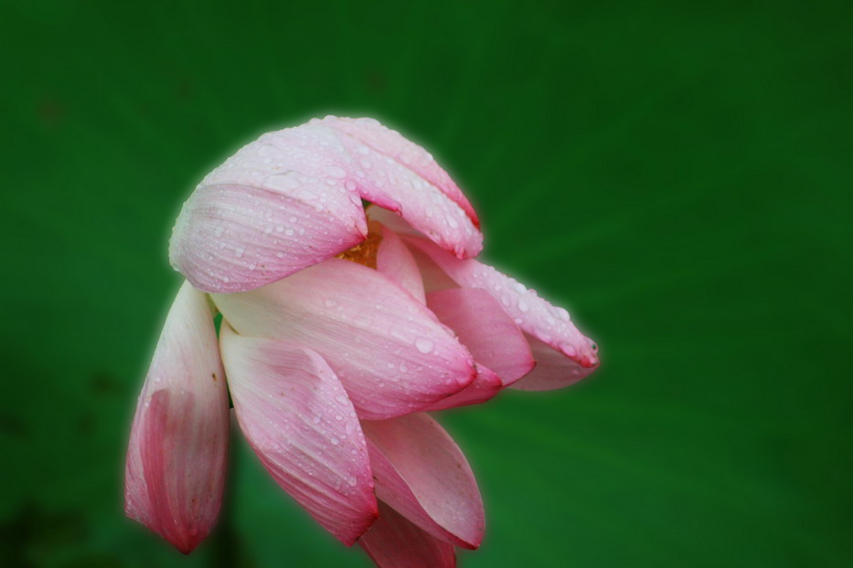 雨中荷花