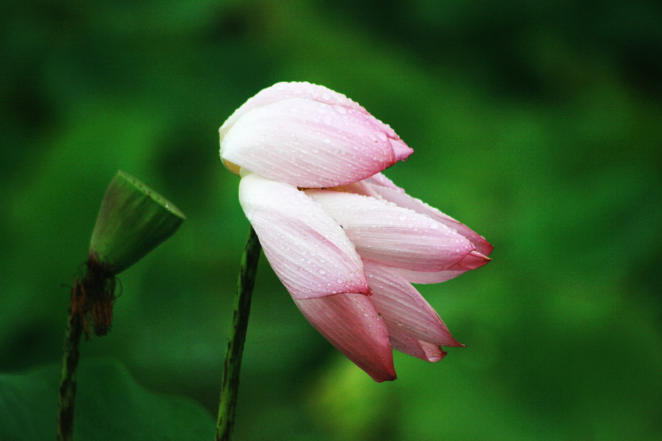 雨中荷花